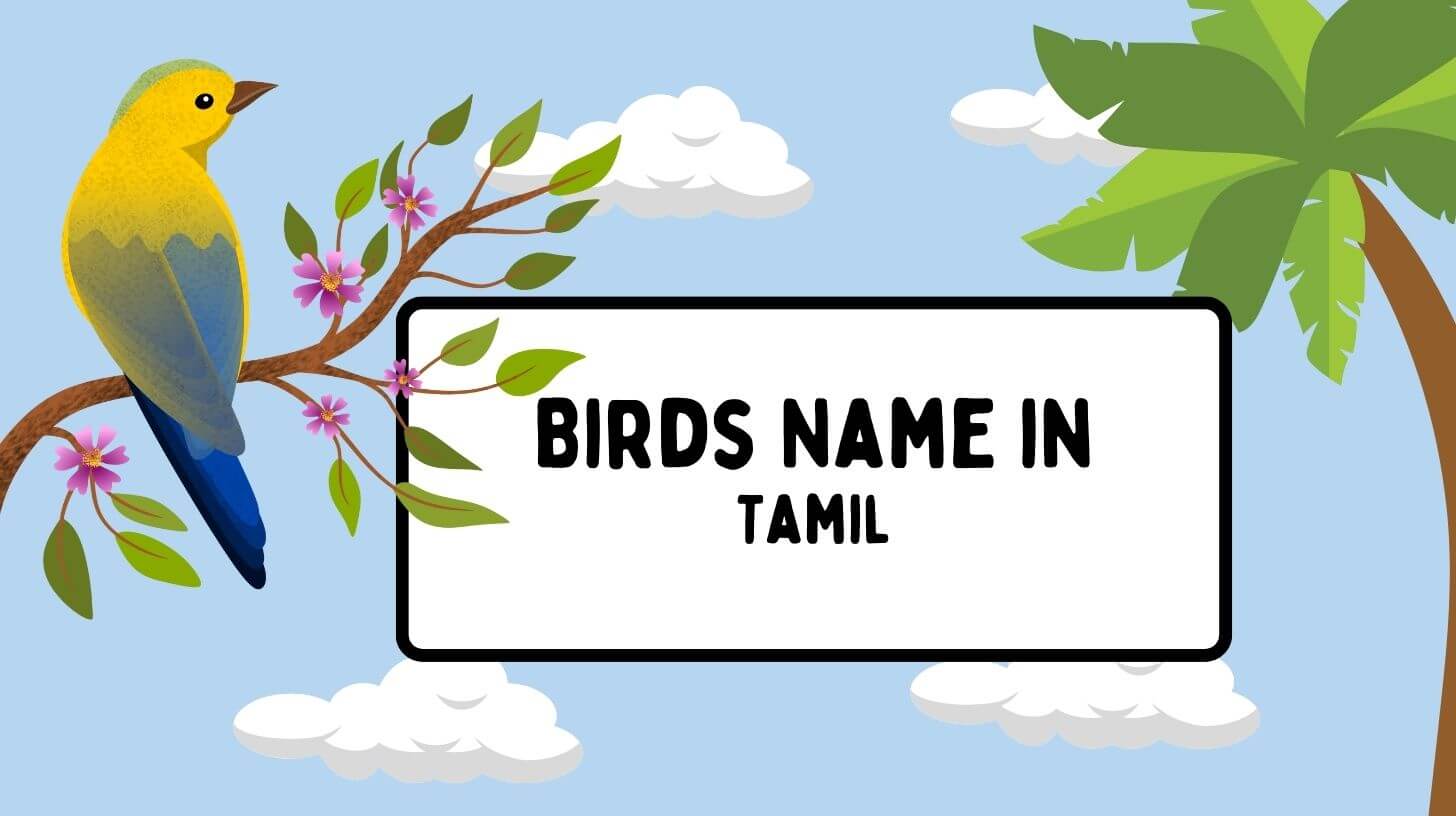 Discover Bird Names in Tamil