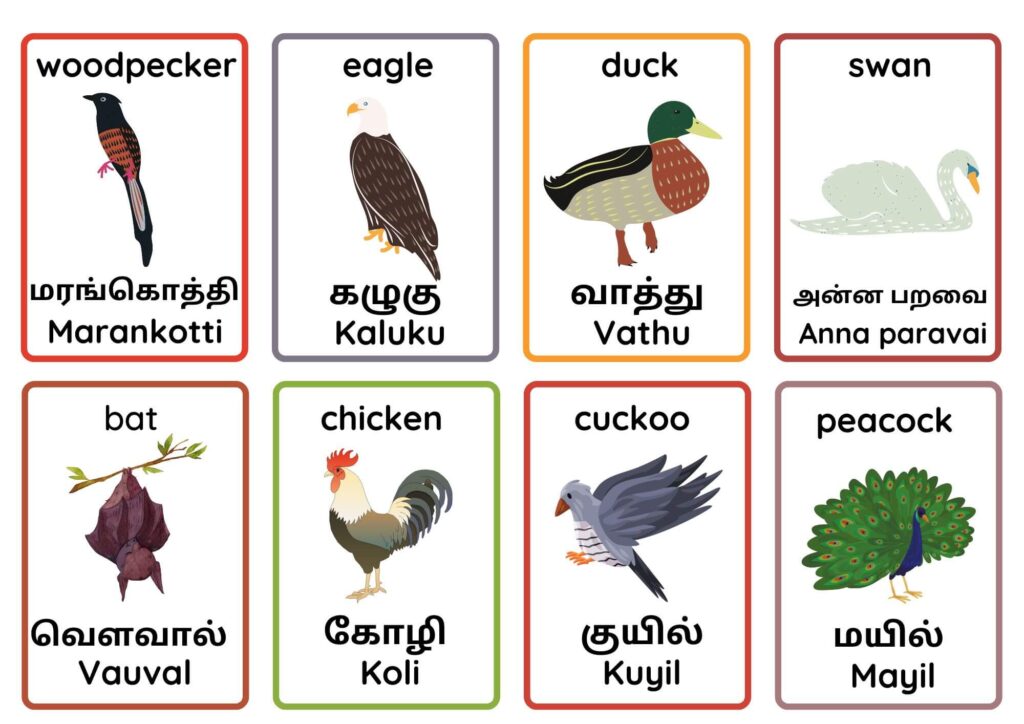 Discover Bird Names in Tamil