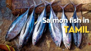 salmon fish in tamil