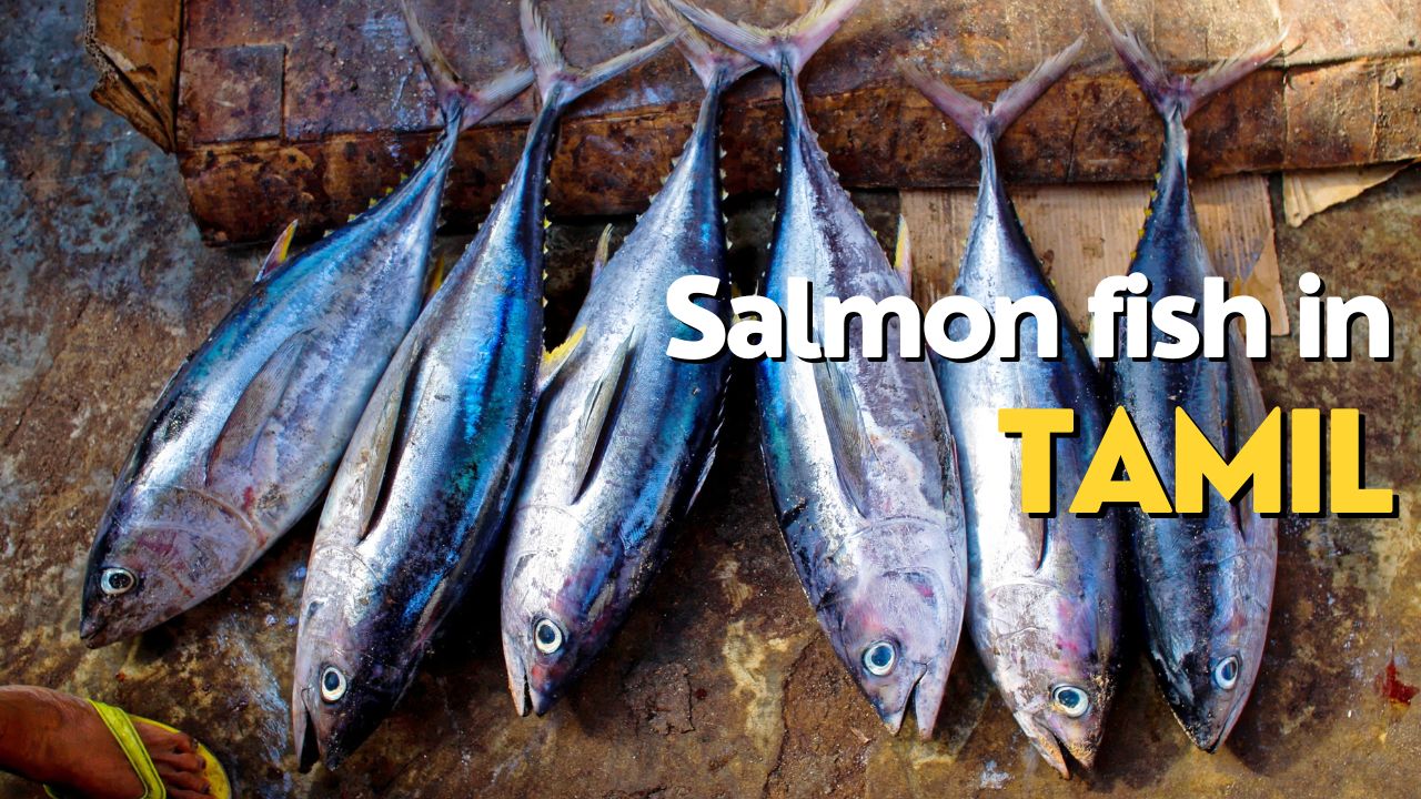 salmon fish in tamil